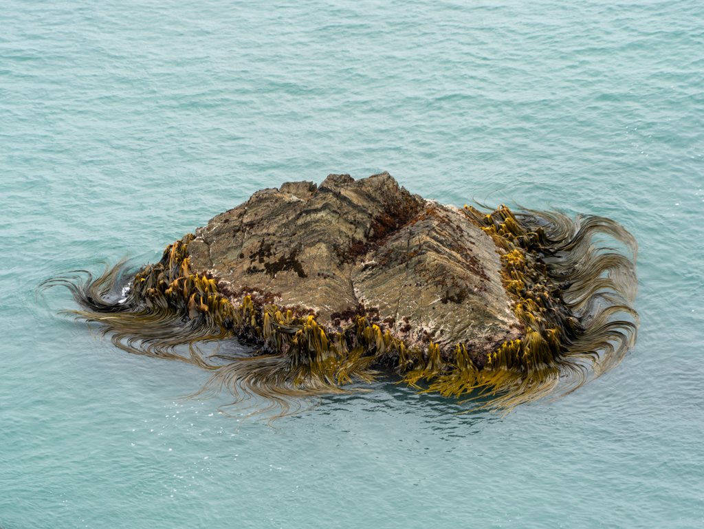 Eine Qualle im offenen Meer? NEIN, ein Felsen rundum mit Kelp bewachsen