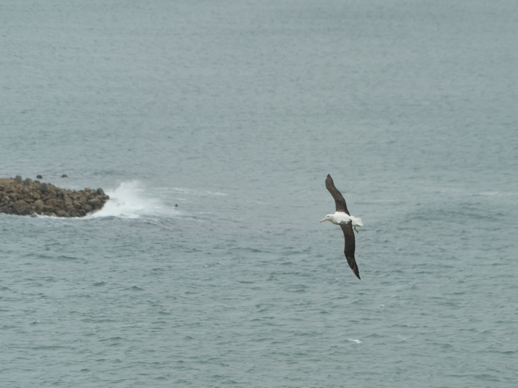 Einer der Könige der neuseeländischen Lüfte segelt im stürmischen Wind