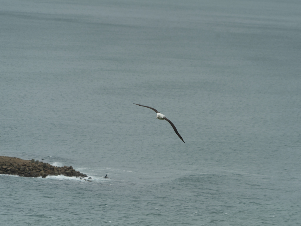 Einer der Könige der neuseeländischen Lüfte segelt im stürmischen Wind