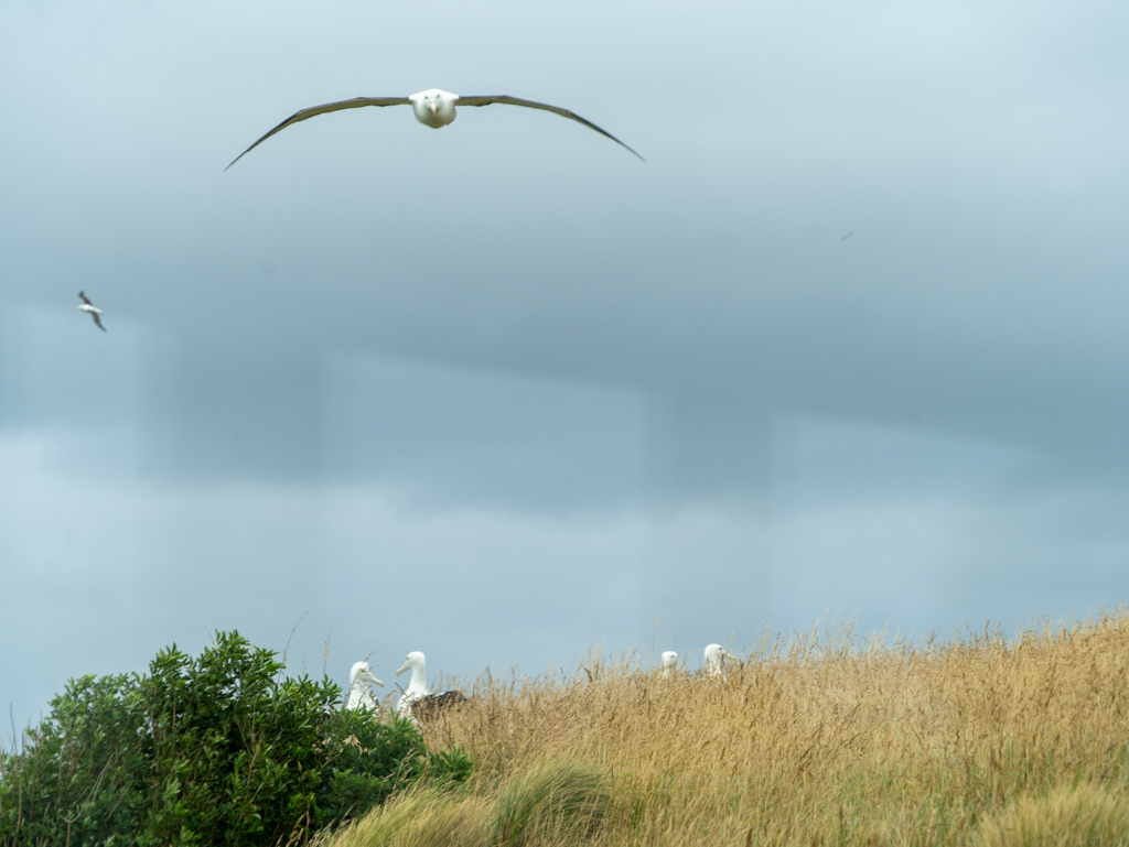 Unten ist eine "Albatross-Kennenlern-Party" im Gange; zwei Albatrosse segeln im stürmischen Wind