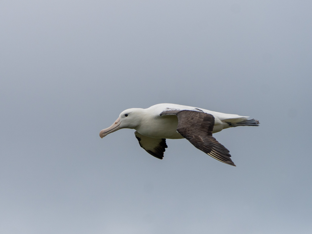 Nahaufnahme: Ein fliegender Albatross im Profil