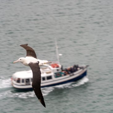 Dunedin/Otago Peninsula: Albatrosse