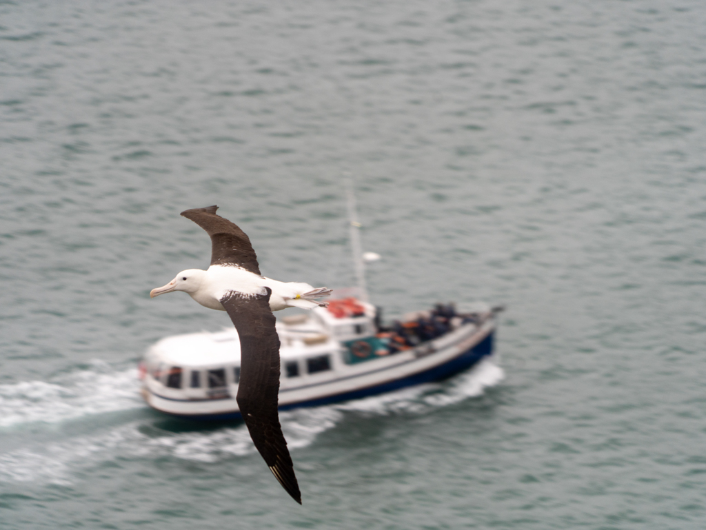 Unten an der Küste ist ein Boot auf Albatross Tour unterwegs: Ob sie ihn wohl sehen können?