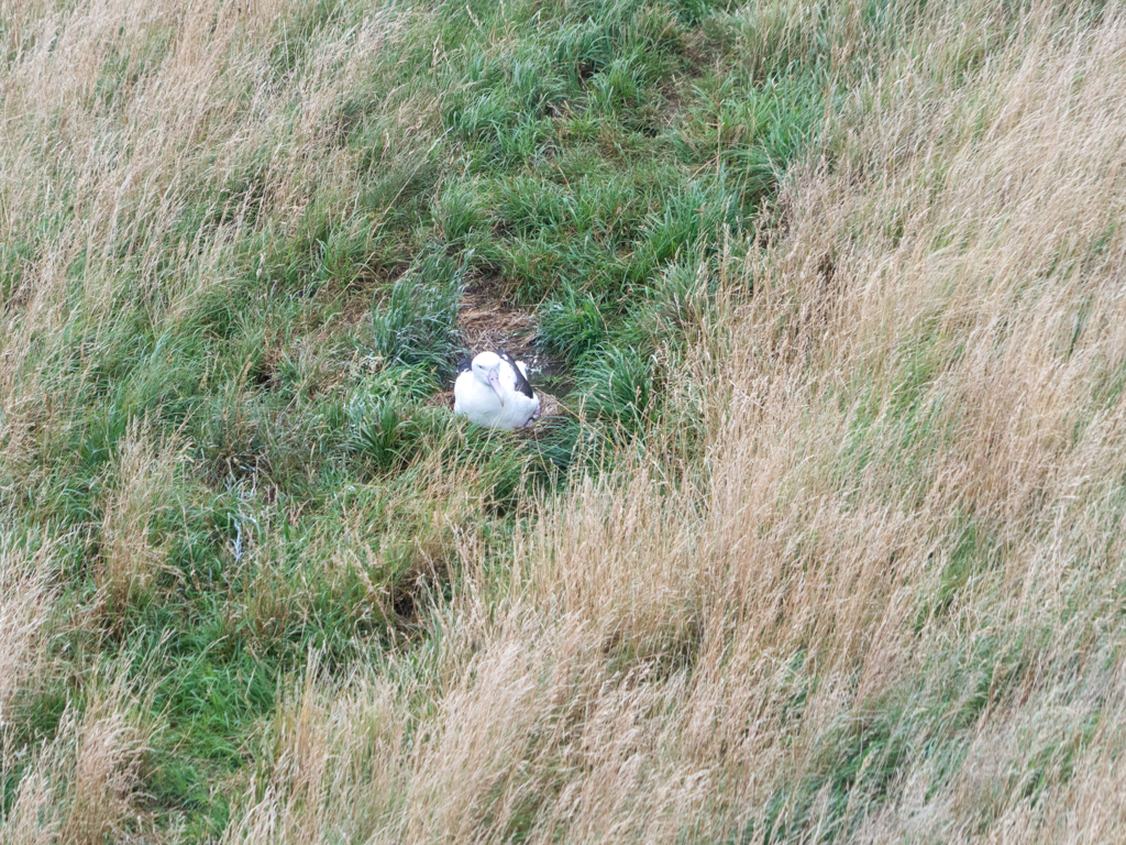 Vollkommen unscheinbar: Ein Nest am Boden mit brütendem Albatross