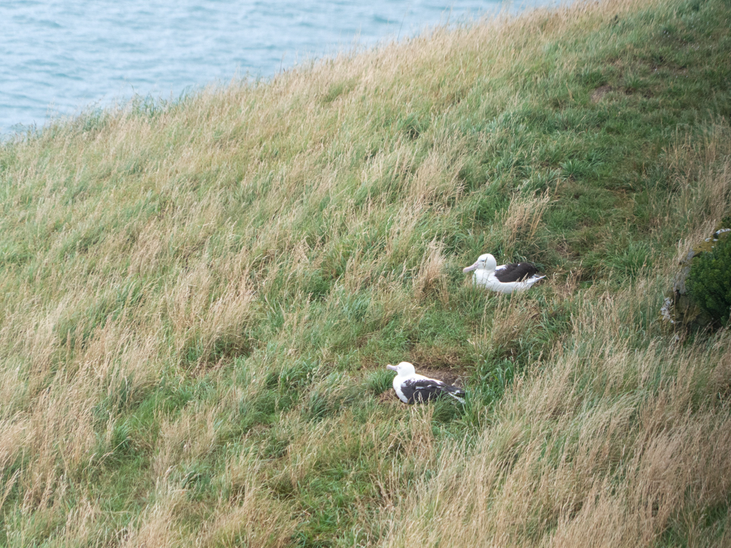 Vollkommen unscheinbar: Zwei Nester am Boden mit brütendem Albatrossen