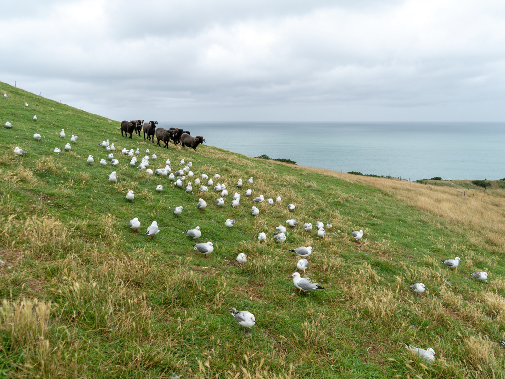 Ausser Albatrosse hat es auch Möwen und braune Neuseeland Bergschafe
