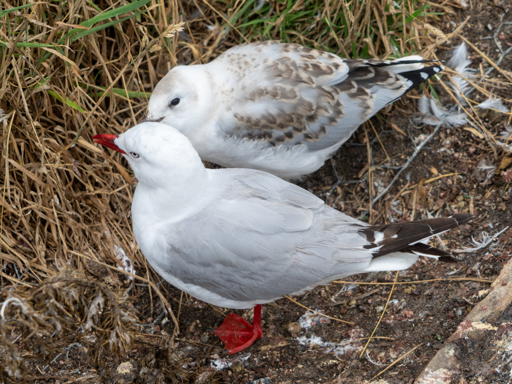 Ein Möwenjunges bettelt beim Altvogel um Futter