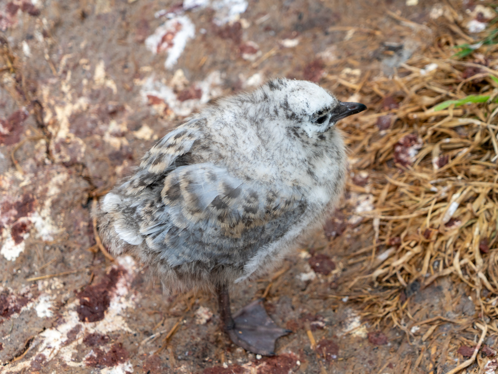 Noch im Flaum: Ein nur wenige Wochen altes Möwenküken
