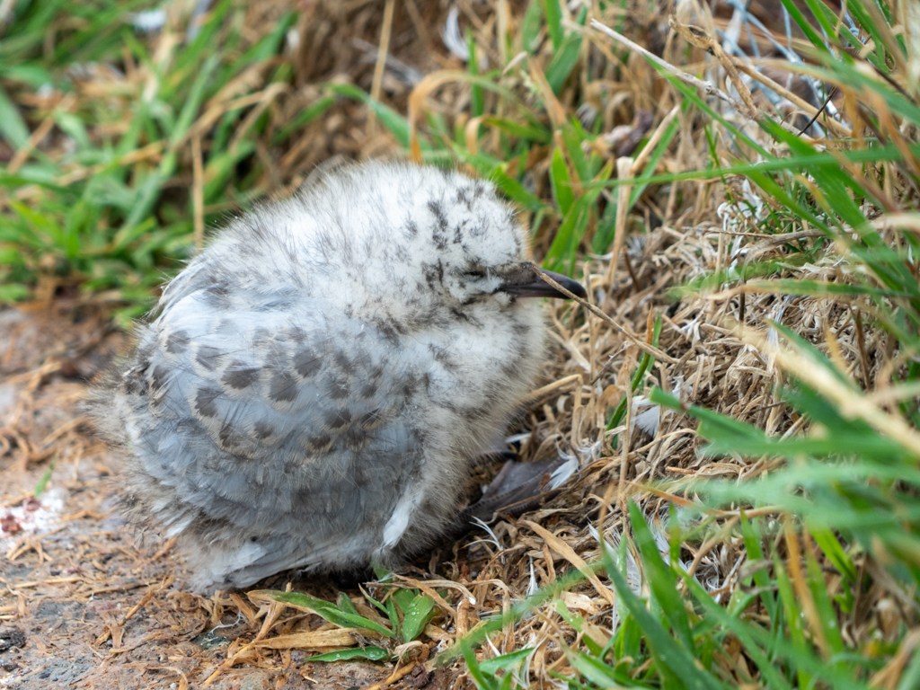 Noch im Flaum: Ein nur wenige Wochen altes Möwenküken