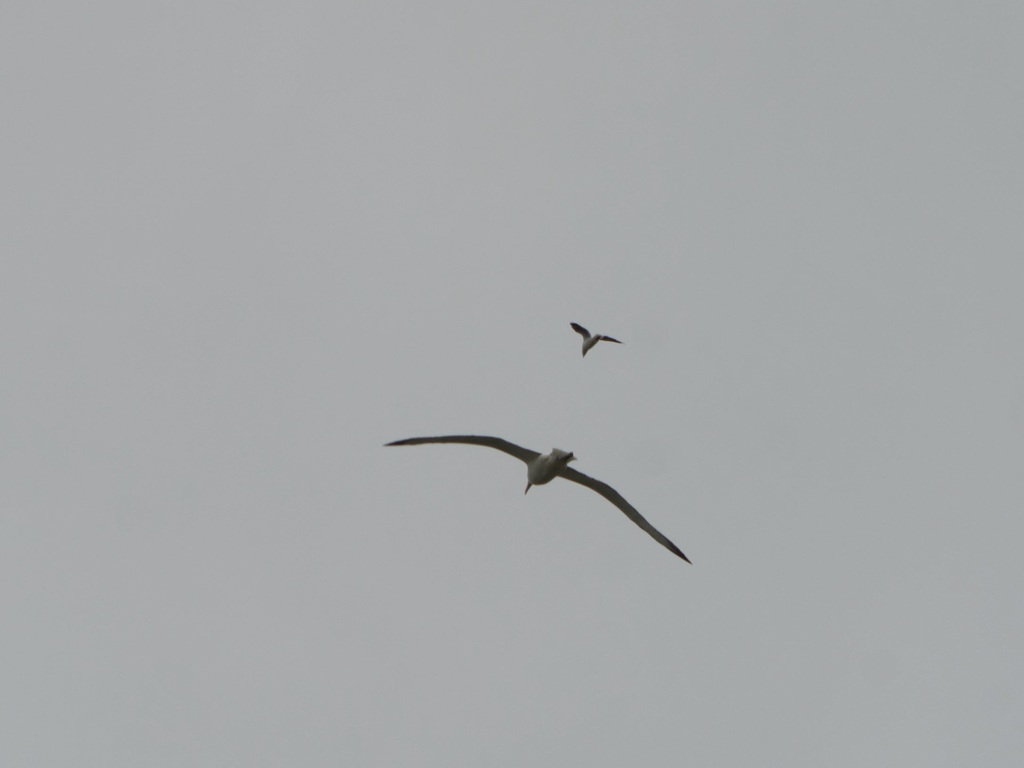 Grössenvergleich: Unten ein Albatross, darüber eine Möwe