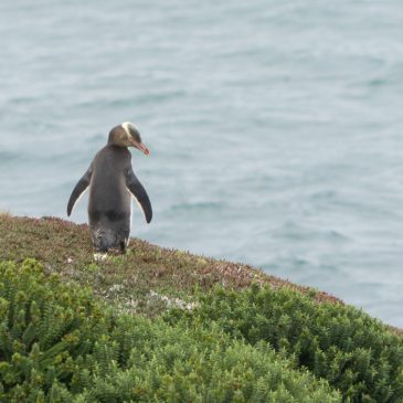 Moeraki: Gelbaugen-Pinguin am Katiki Point