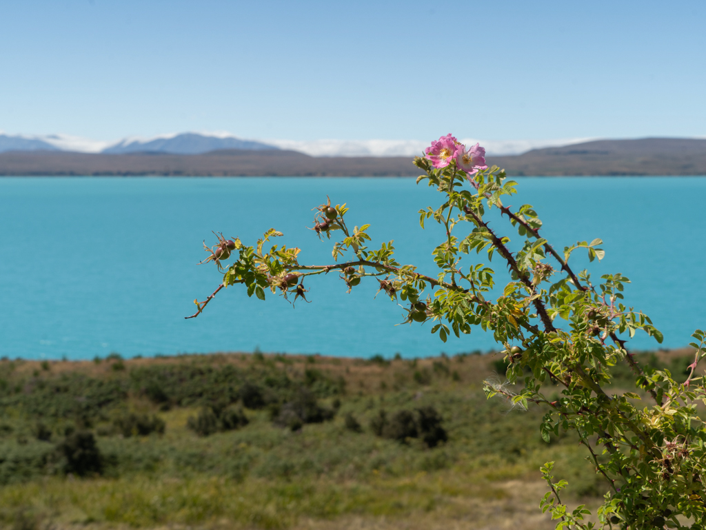 Der türkisblaue Lake Pukaki