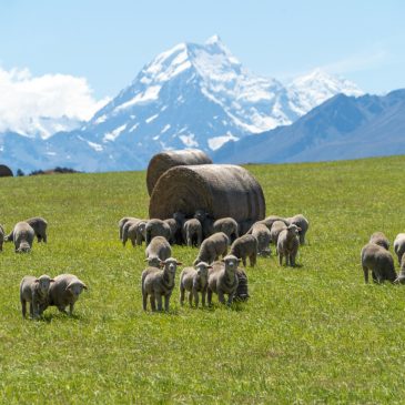 „Off the beaten track“ vom Lake Pukaki zum Lake Tekapo