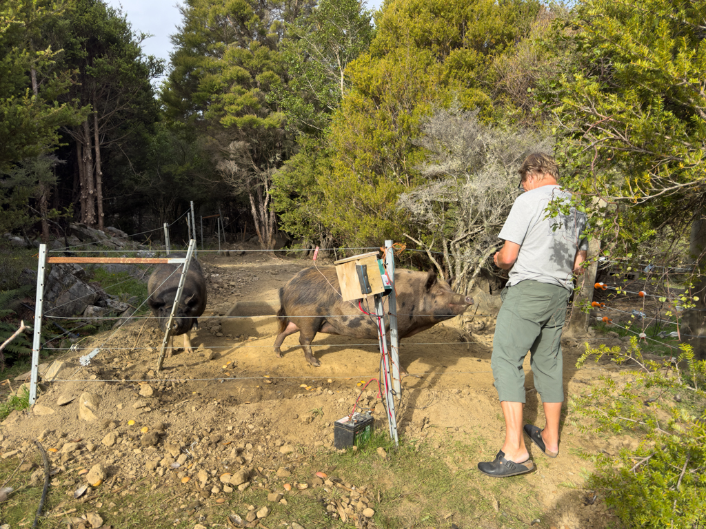 Die zwei Schweine haben ihr eigenes Gehege