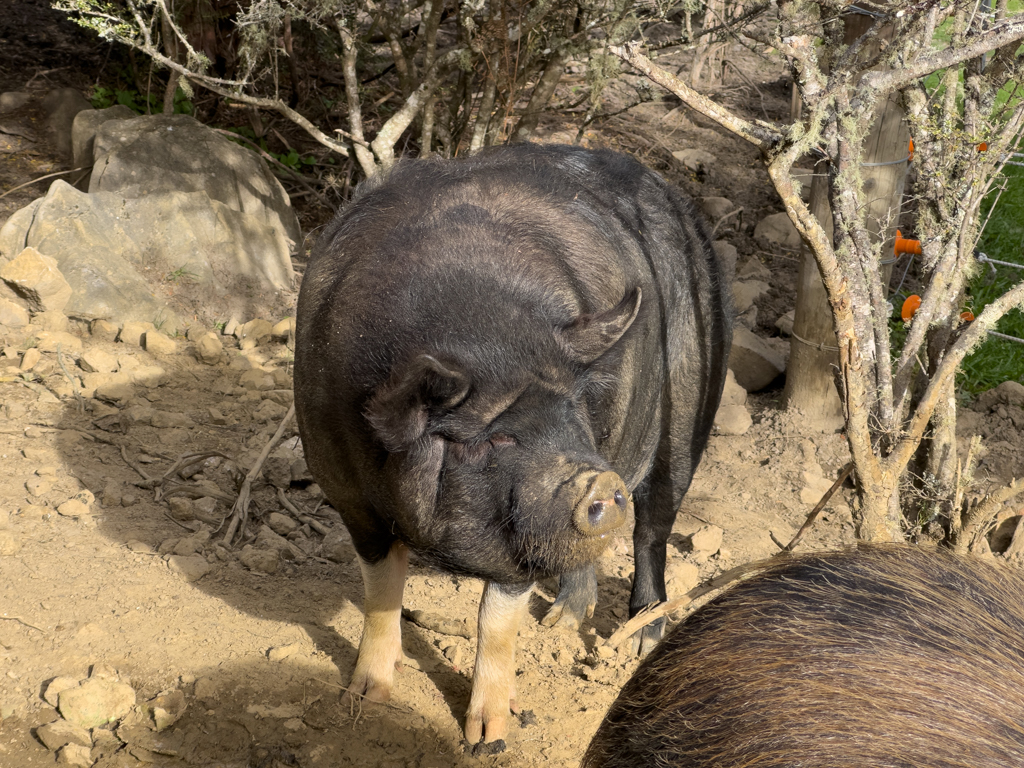Neugierig, in der Hoffnung auf Futter, kommen sie heran...