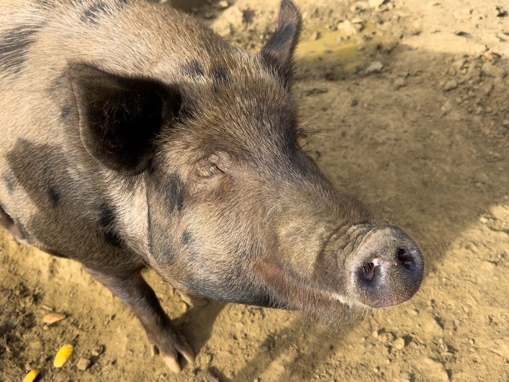 Neugierig, in der Hoffnung auf Futter, kommen sie heran...