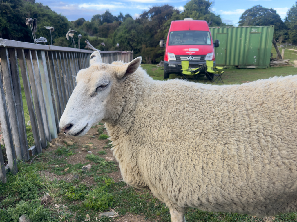 Im Hidden Valley Sanctuary kommt Jo ein freilaufendes Schaf vor die Linse...