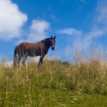 Hidden Valley und Passstrasse nach Takaka