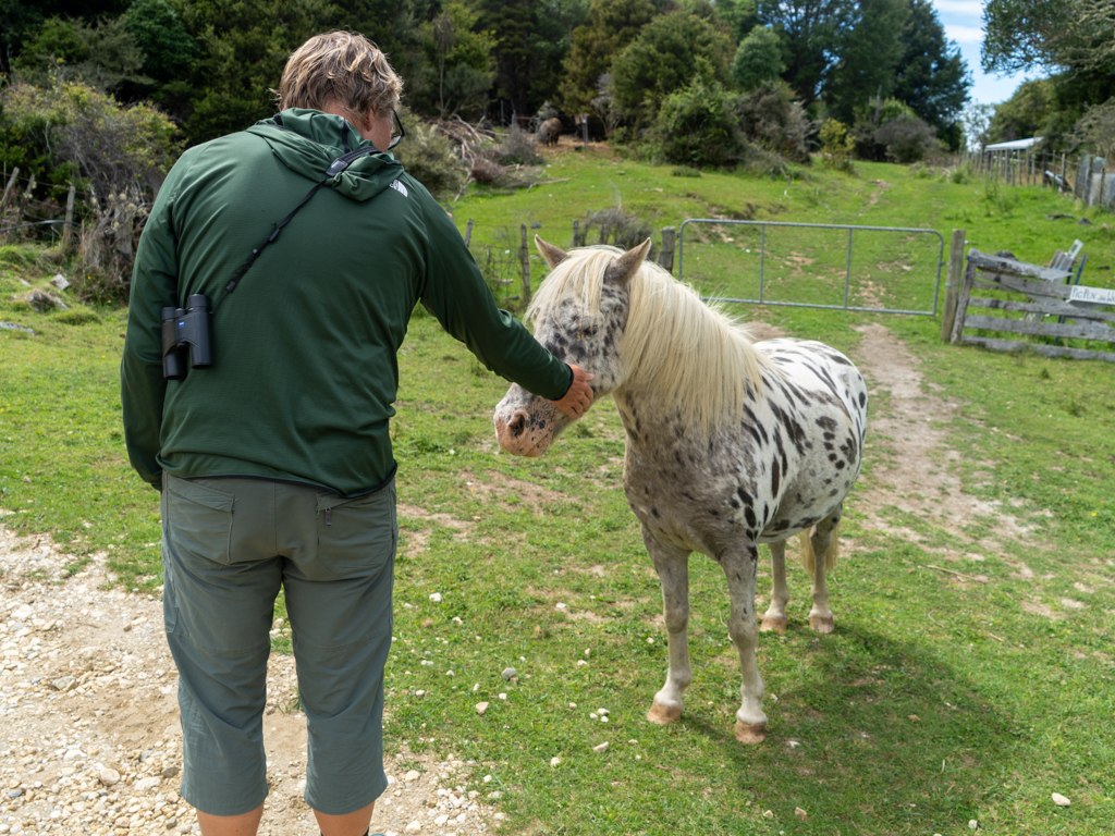 Das kleine Apfelschimmel-Pony lässt sich gerne gaumen