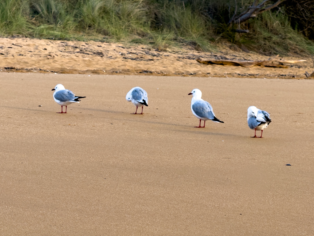 Vier Möwen in Reih und Glied an der Totaranui Beach