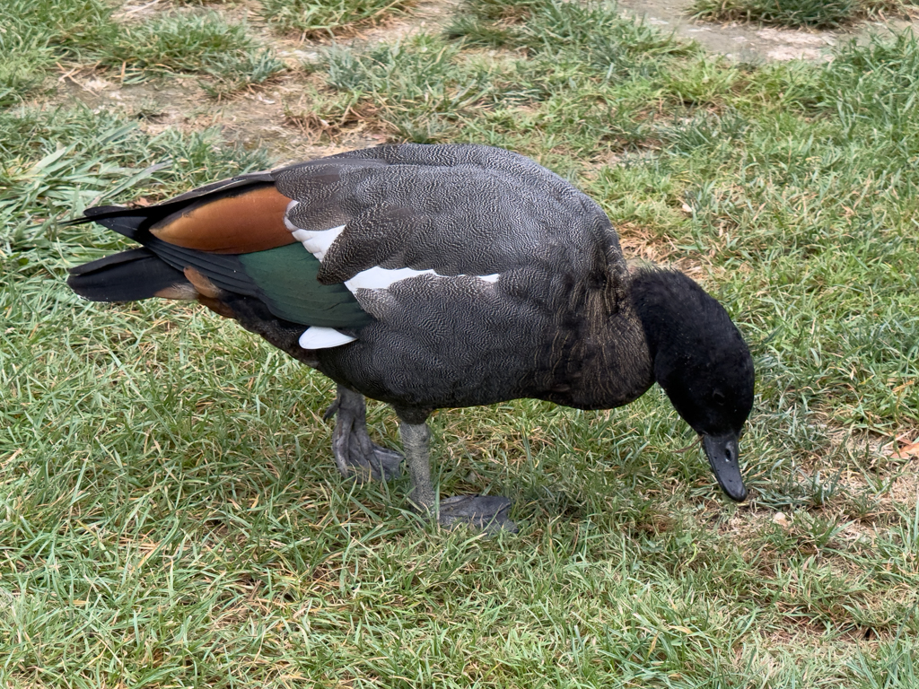 Eine Paradiesgans- Tadorna variegata. Männchen sind am schwarzen Kopf erkennbar, Weibchen am weissen Kopf