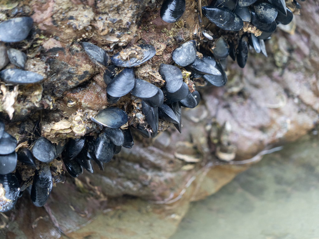 Miesmuscheln klammern sich an einem Felsen fest