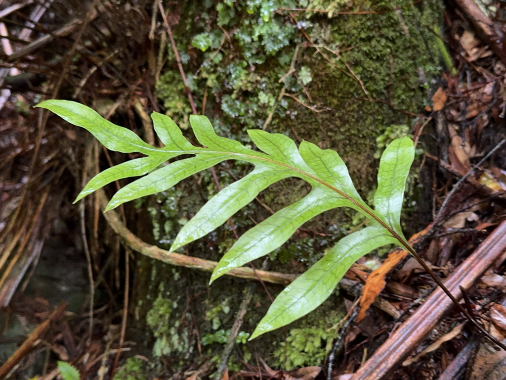Eichenblattfarn - Drynaria quercifolia - wächst als Epiphyt an einem Baum