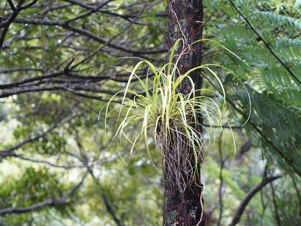 Ein Epiphyt wächst wie ein Gras an einem Baum