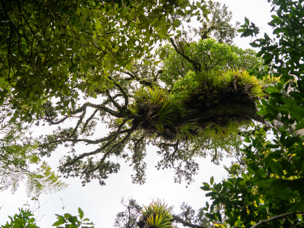 Aufsitzerpflanzen - Epiphyten - wuchern auf den Bäumen