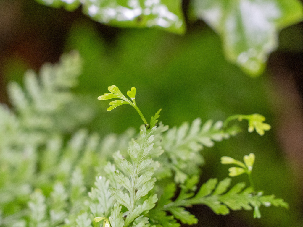 Lebendgebärender Streifenfarn - Asplenium bulbiferum