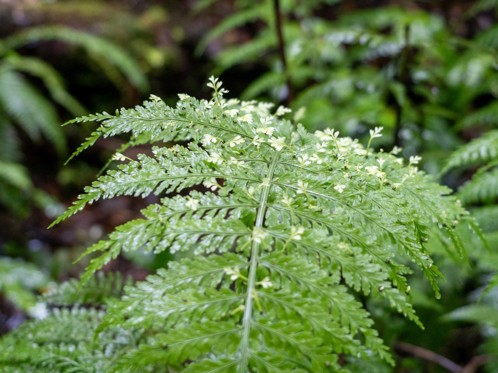 Lebendgebärender Streifenfarn - Asplenium bulbiferum