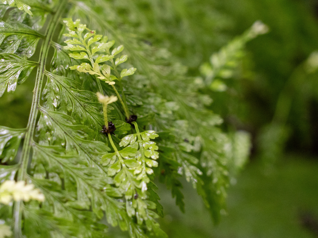 Lebendgebärender Streifenfarn - Asplenium bulbiferum