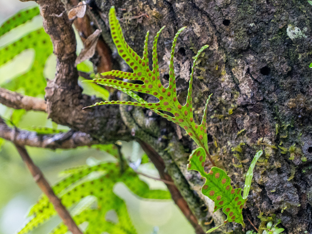 Eichenblattfarn - Drynaria quercifolia - wächst als Epiphyt an einem Baum