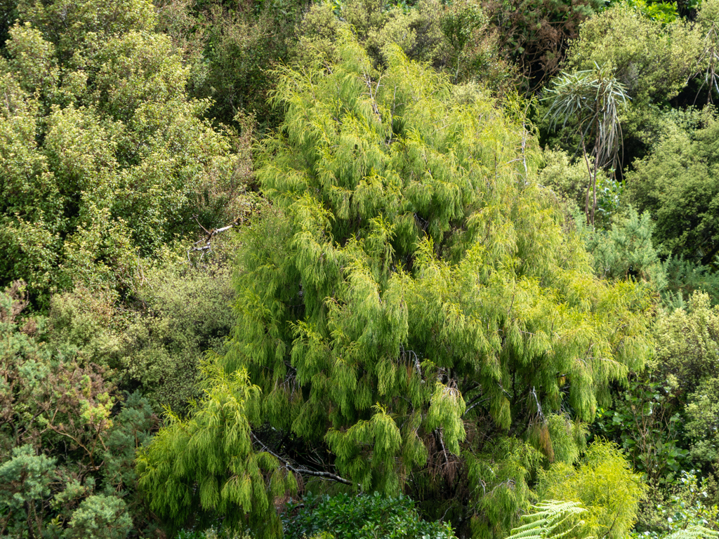 Rimu Baum - Dacydium cupressinum