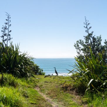 Tawharanui Peninsula