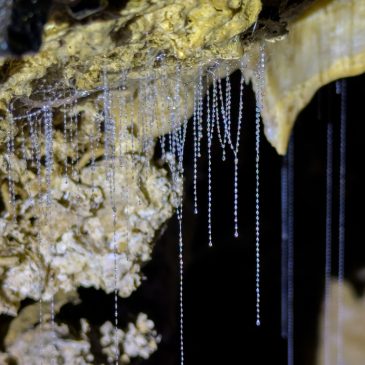 Glühwürmchen in der Milky-Way-Höhle in Waipu