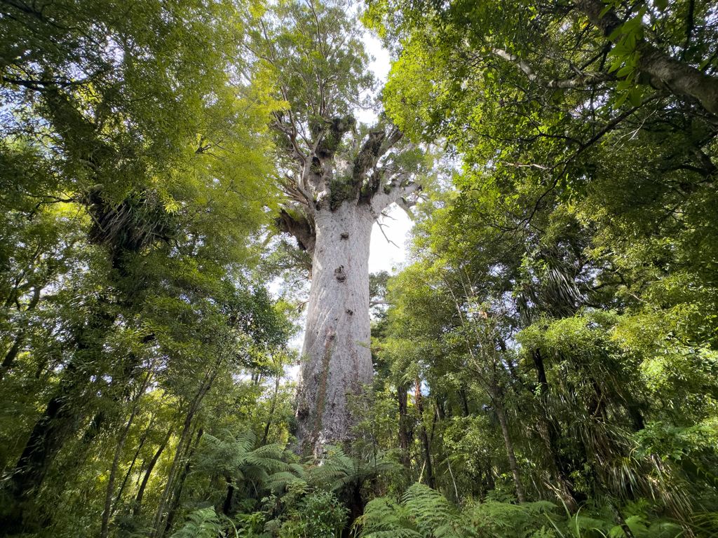 Der grosse und mächtige Tāne Mahuta