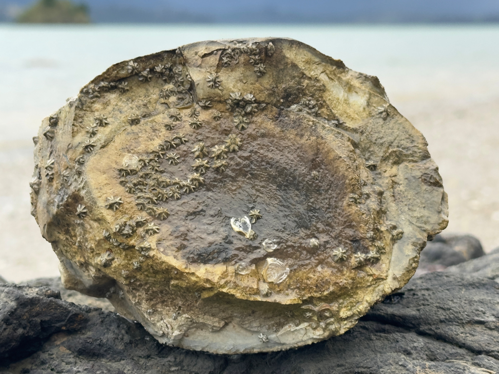 Innenleben einer kleinen Koutu Boulder; schon mit kleinen Muscheln bewachsen