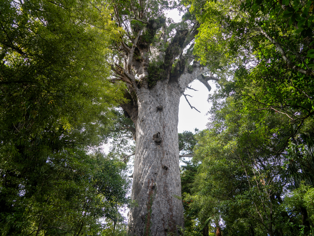 Der grosse und mächtige Tāne Mahuta