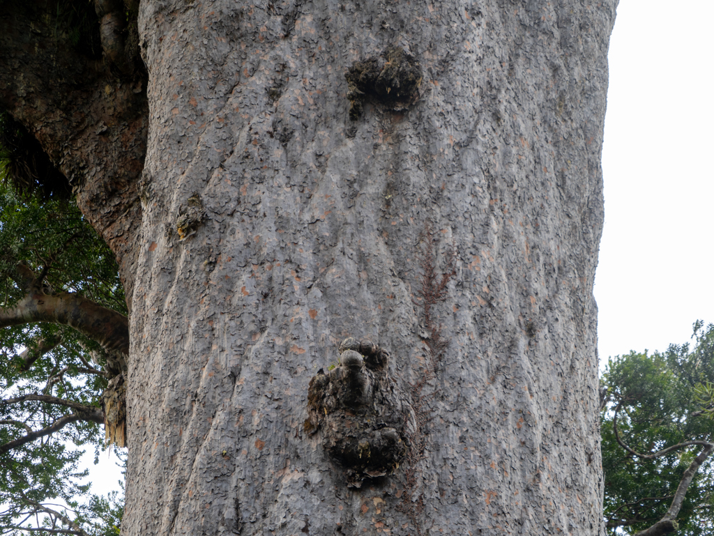 Die spezielle, rombenförmige Rinde des mächtigen Kauribaumes Tāne Mahuta