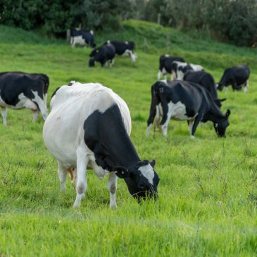 Zu Besuch auf der Milch-Farm bei Helen & Wenzl