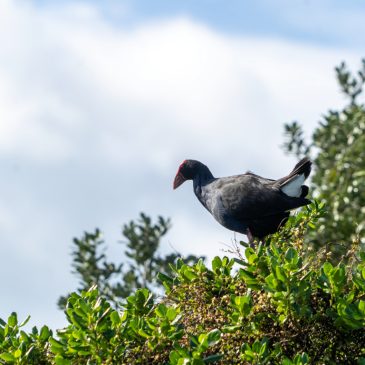 Tawharanui Regional Park