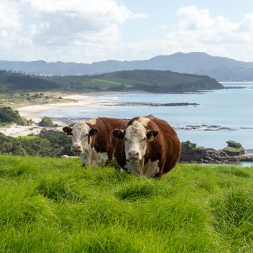 Küstenwanderung an der Tawharanui Bay