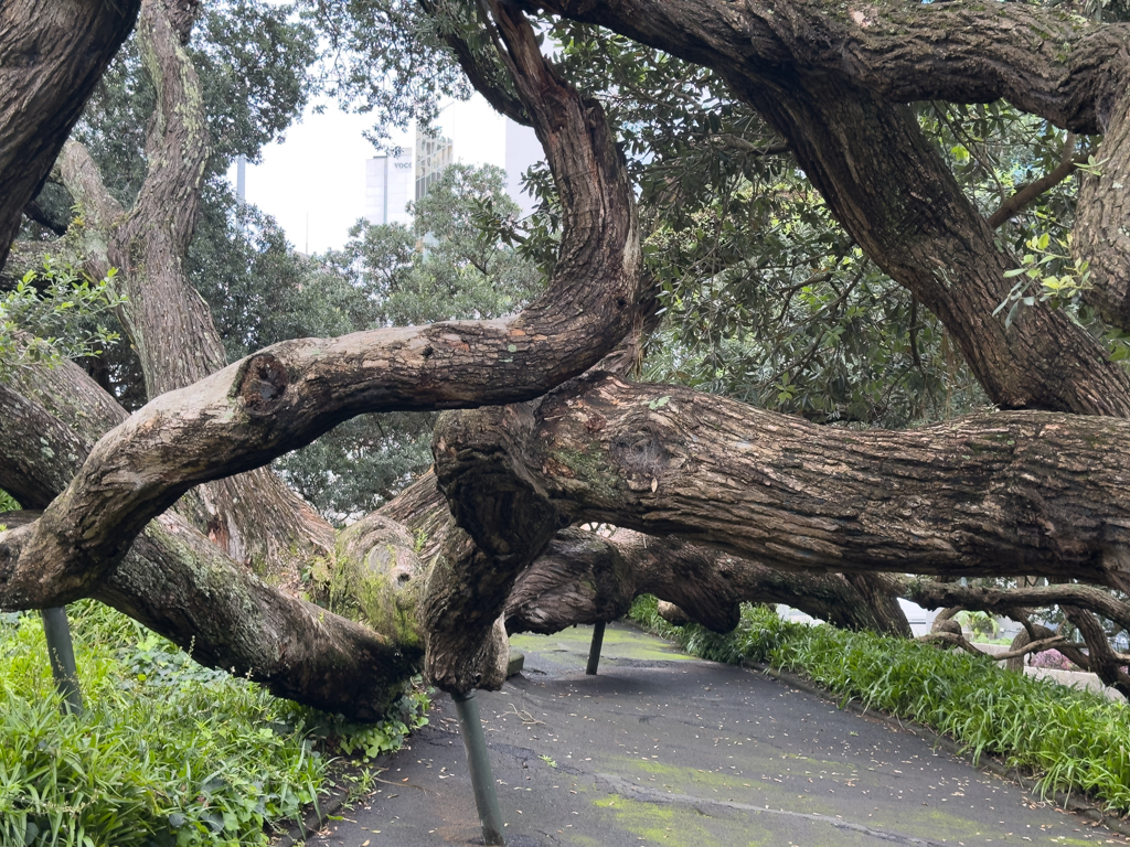 Der mächtige alte Ombu-Baum (Phytolacca dioica) wird im Albert Park durch Streben gestützt