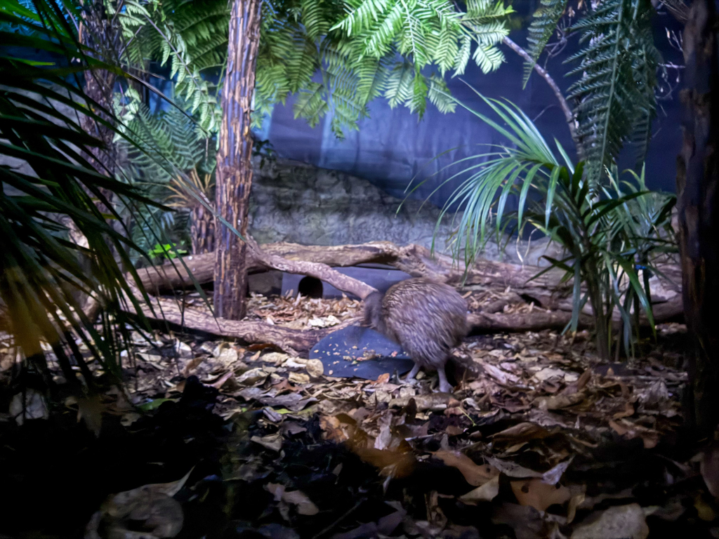 Einer dieser scheuen und nachtaktiven Vögel ist auf Futtersuche