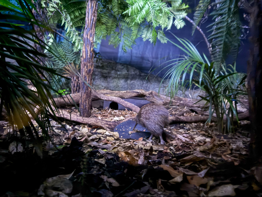 Einer dieser scheuen und nachtaktiven Vögel ist auf Futtersuche