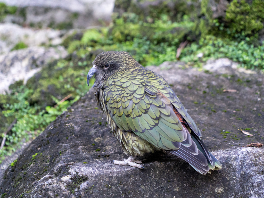 Ein lustiger und immer neugieriger Kea