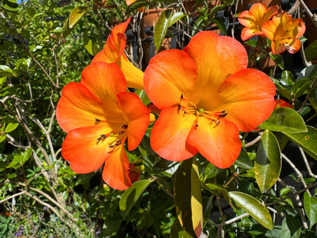 Blühender Vireya Rhododendron, hier die Sorte Tropic Glow