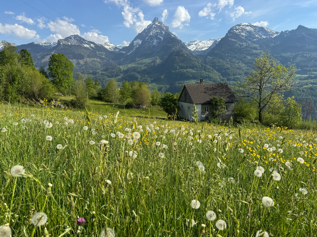 Die Wiese voller Pusteblumen. Unser Buen als Postkartenmotiv :-)